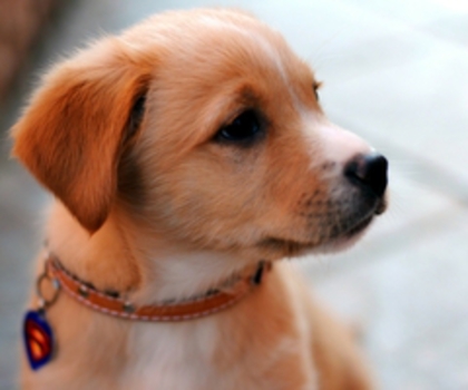 animals_20dogs_202560x1600_20wallpaper_www.wallpaperhi.com_95_thumb