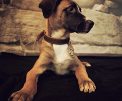 butch_the_dog_by_jpoker86-d5qi9lt_thumb