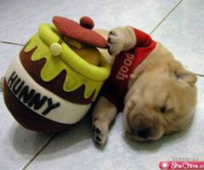 dogs-allowed-22_thumb