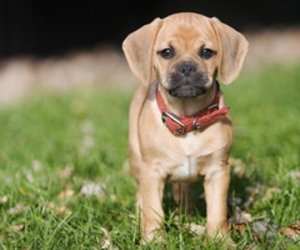 puggle_dog-wide_thumb