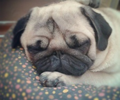 tumblr_mfk151xFQy1r3ip8io1_500_thumb