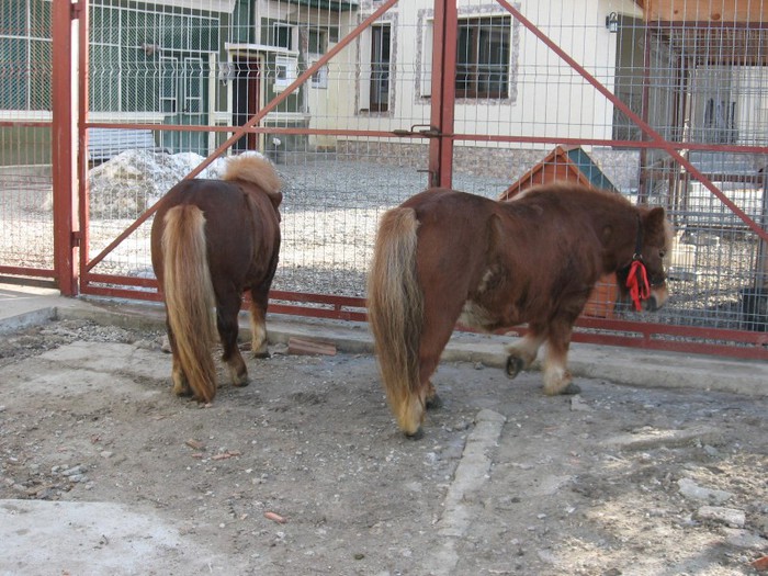 IMG_1715 - Ponei Shetland