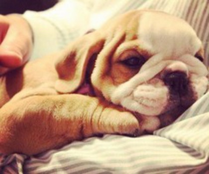 tumblr_mg5c1ixqZ51s23b8vo1_500_thumb - xo_Caini_xo