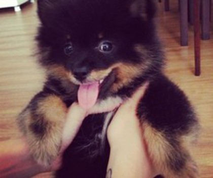 tumblr_mg5ui20rU41r5hgnoo1_500_thumb - xo_Caini_xo