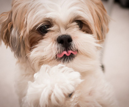 tumblr_mg56b138pf1r1iv4bo1_500_thumb - xo_Caini_xo