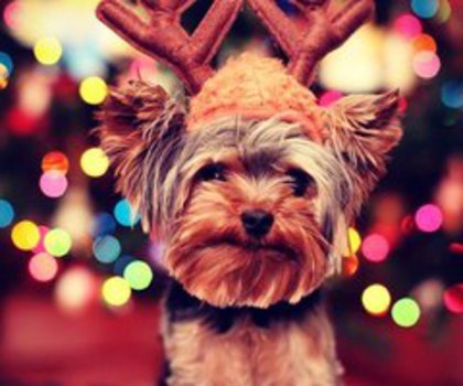 tumblr_mg60f3GG0Y1s034c8o1_400_thumb - xo_Caini_xo