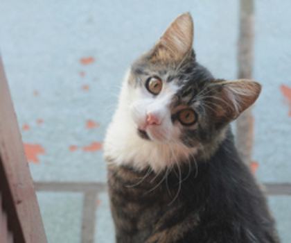 8352349028_f7cb5e84f6_z_thumb