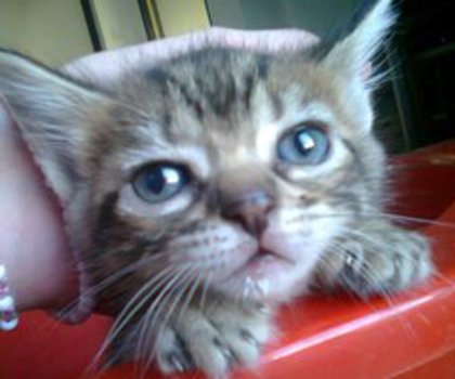 AqEebCMCEAAeAHV_thumb.jpg_large