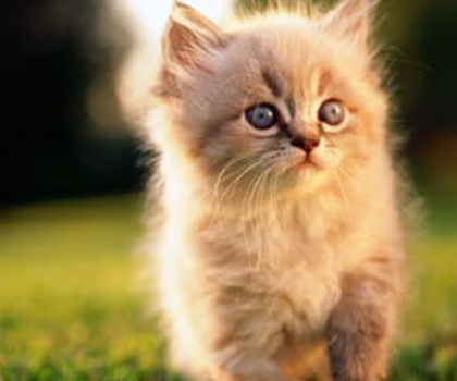 Cute_20Kittens_20HD_20Wallpapers_201920x1080_20(02)_thumb