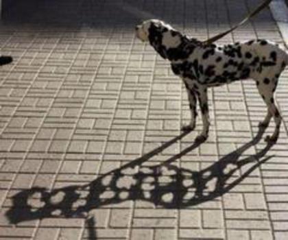 46249_388013114609243_1702147209_n_thumb - xo_Caini_xo