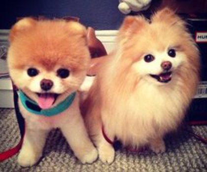 64512_10151348448048254_649623965_n_thumb - xo_Caini_xo