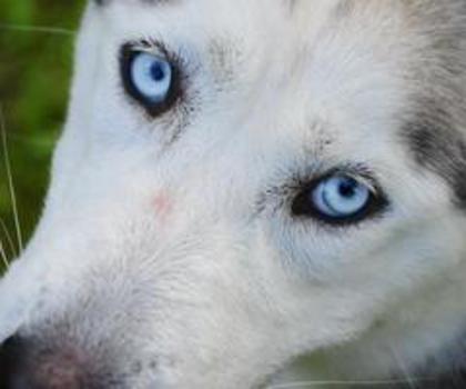 156548_416527281712219_1473061393_n_thumb - xo_Caini_xo