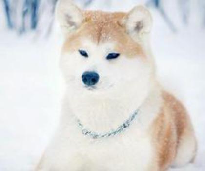 252373_503811939641511_926005161_n_thumb - xo_Caini_xo