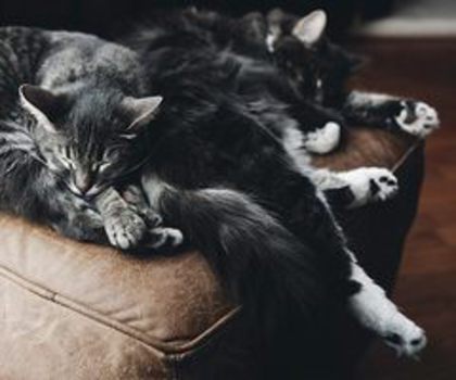 734157_400792649998352_1433863271_n_thumb