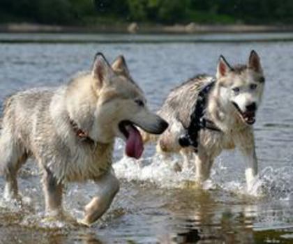 545318_421051331259814_1221167739_n_thumb - xo_Caini_xo