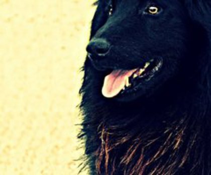 563369_435856606437045_405917803_n_thumb - xo_Caini_xo