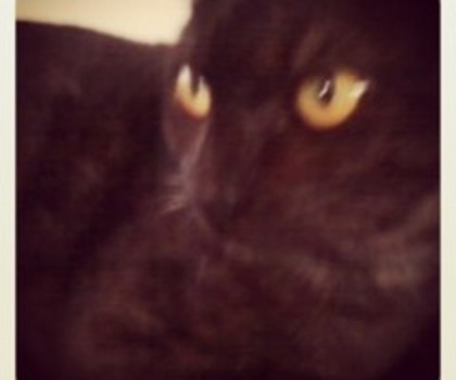 tumblr_mfm6gvwyx81rkd5b2o1_500_thumb