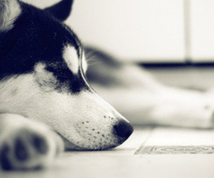 tumblr_mg4g17Fcpr1qgf703o1_500_thumb