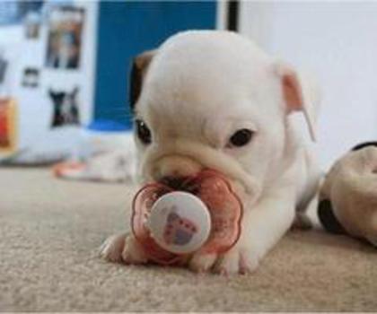 64059_356628197768368_1934285339_n_thumb