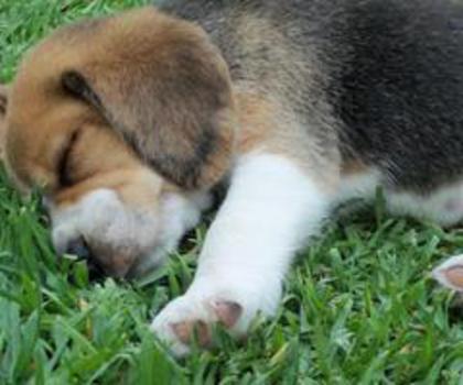 385312_4599941990798_126305154_n_thumb