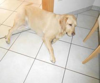 431270_296082327116568_1354036200_n_thumb