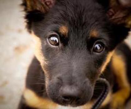 528764_390945380928168_177368373_n_thumb