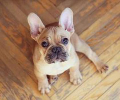 538455_393613147328058_86318777_n_thumb