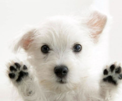 very_cute_dog_background_thumb