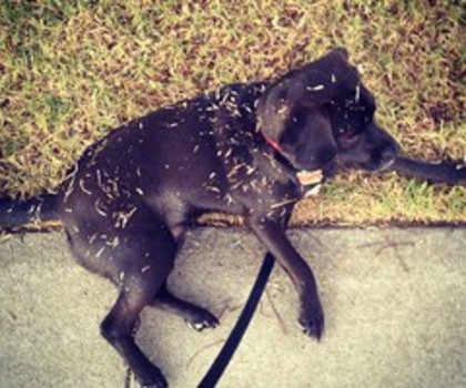 9494fad81fd711e2868c123138178ded_7_thumb