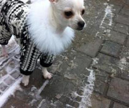 23888_507288399303817_806918075_n_thumb