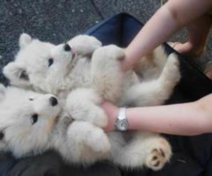 282808_514983101865821_94990722_n_thumb