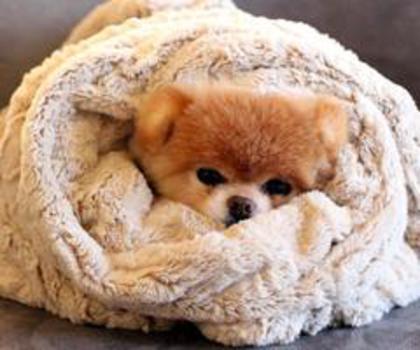 394800_577901145568833_437403233_n_thumb