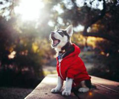 394913_219502144852112_814831828_n_thumb