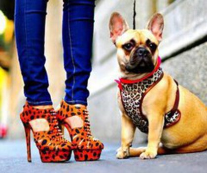 400830_433837216654169_1563016349_n_thumb