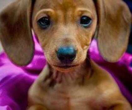 426366_461795480531044_20533496_n_thumb