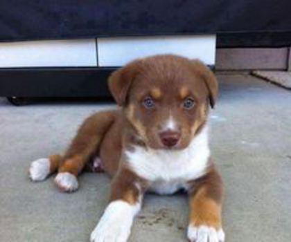 537447_323722107743982_425503101_n_thumb