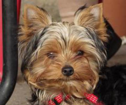 537857_580362511980137_929537663_n_thumb