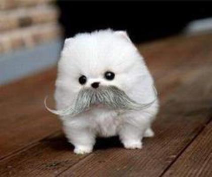 541929_549794185050147_1705223323_n_thumb