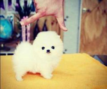 545044_543410712336991_2040037758_n_thumb