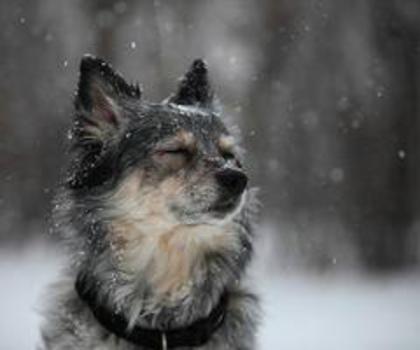 550868_514638705224209_573949221_n_thumb