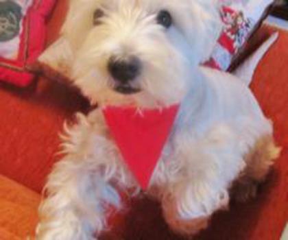 735067_4213763547020_947279054_n_thumb