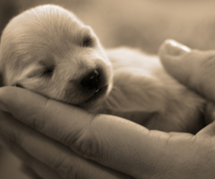 animals-pictures-cute-dog-at-hands_thumb