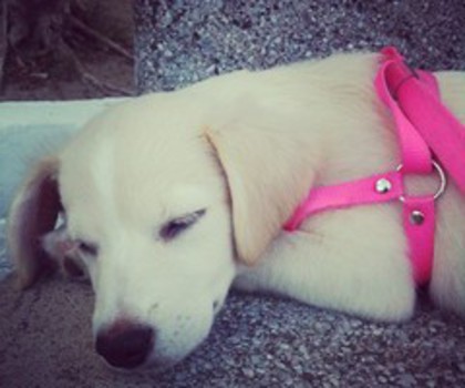 tumblr_mezl5ieg181reijndo1_1280_thumb