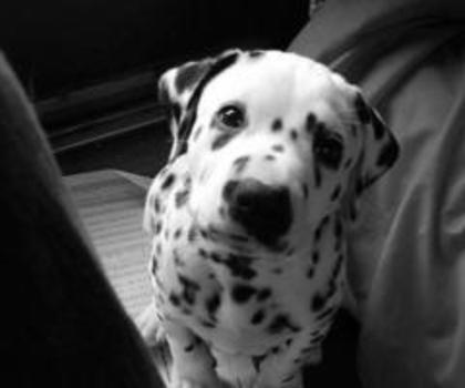 tumblr_mftsm6aISE1s1ehjko1_500_thumb