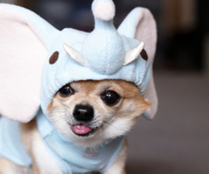 tumblr_mfvkj1lQ8k1qe49wpo1_400_thumb