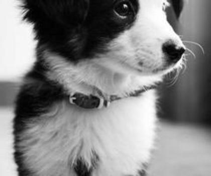 397734_578539608838852_1963310972_n_thumb