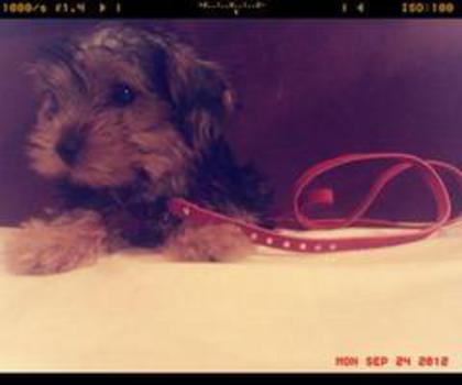 408768_445950228784884_247271839_n_thumb