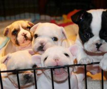 543334_578090352218026_898542238_n_thumb