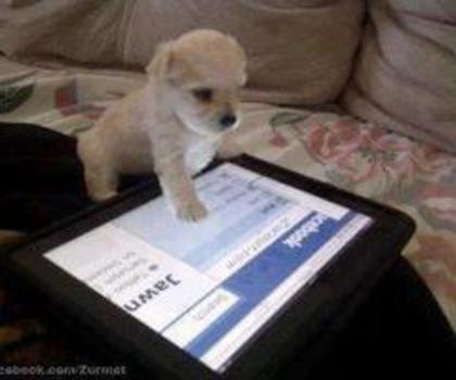 560630_392040590881585_1337008567_n_thumb