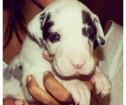 603356_398501223567427_1215567904_n_thumb